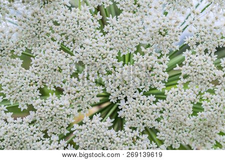 Seed Of Giant Hogweed, Top View, Blooming, Early Summer. Dangerous Plant, Sap Of It Causes Phytophot