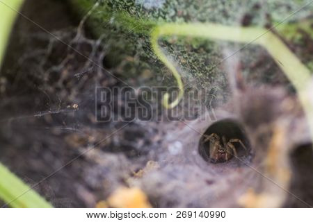 Spider Wove A Web In The Form Of A Tunnel. Spider On Vegetable Beds. Scary Insect.