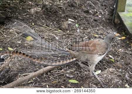 This Is A Side View Of A Lyre Bird