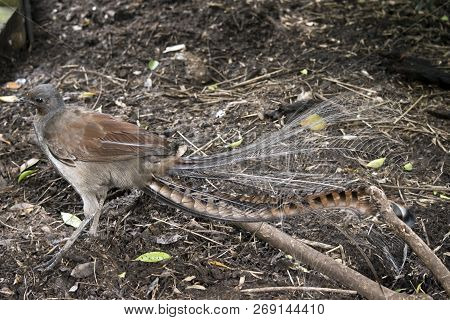 This Is A Side View Of A Lyre Bird