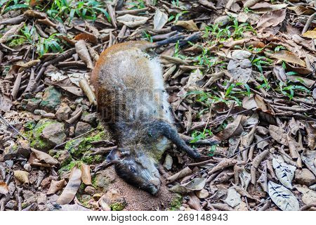 Dead Agouti At Ile Royale, One Of The Islands Of Iles Du Salut Islands Of Salvation In French Guiana