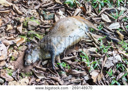Dead Agouti At Ile Royale, One Of The Islands Of Iles Du Salut Islands Of Salvation In French Guiana