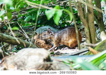 Agouti At Ile Royale, One Of The Islands Of Iles Du Salut Islands Of Salvation In French Guiana