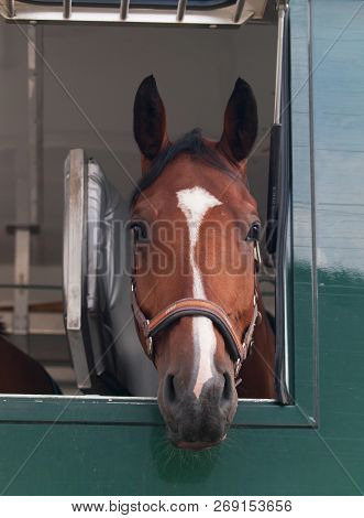 Sport Horse Waiting Before Competition On Special Truck