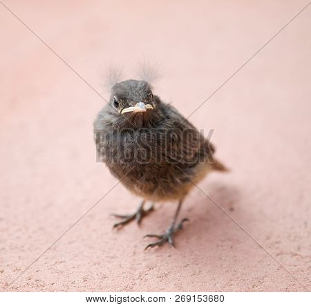 Flightless Nestling Of Blackbird - Turdus Merula