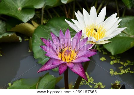 Purple And White Lotus In Water Fof Background