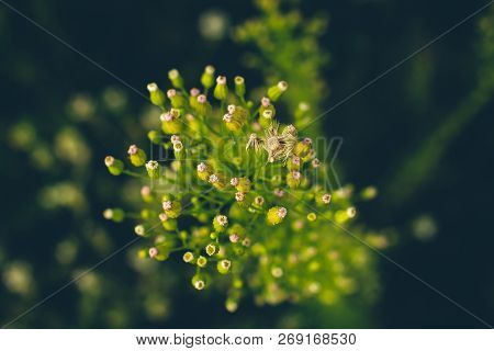 Erigeron Canadensisof Yellow, Pink And Green Colors Close-up. Background Image Of Weed.