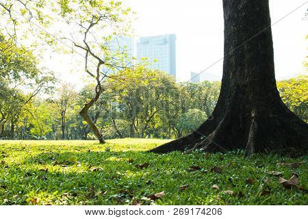 Green Sward Park At Morning Sunlight With Big Trees Outdoor, Blur Modern Building At Lumphini Park, 