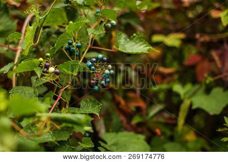 Wild Cyan Berries, Growing On A Bush, Shallow Dof