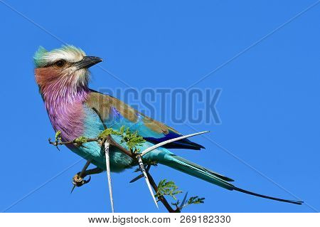 Lilac Breasted Roller Against Blue Sky,sout Africa