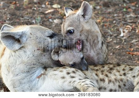 Spotted Hyaena With Young One In Kruger National Park In South Africa, Region Letaba