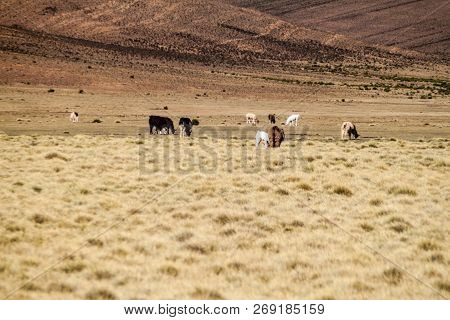 Herd Of Lamas Alpacas In Aguanapampa Area At Bolivian Altiplano