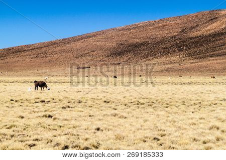 Herd Of Lamas Alpacas In Aguanapampa Area At Bolivian Altiplano