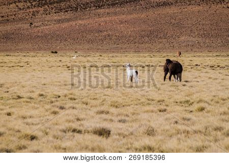 Herd Of Lamas Alpacas In Aguanapampa Area At Bolivian Altiplano