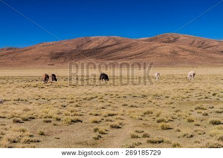 Herd Of Lamas Alpacas In Aguanapampa Area At Bolivian Altiplano