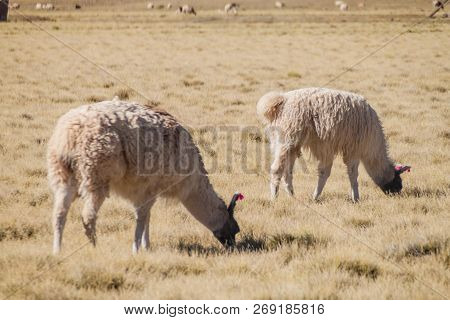 Herd Of Lamas Alpacas In Aguanapampa Area At Bolivian Altiplano