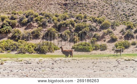 Lamas Alpacas In Aguanapampa Area At Bolivian Altiplano