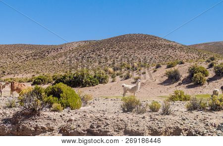 Herd Of Lamas Alpacas In Aguanapampa Area At Bolivian Altiplano