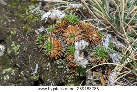 Close Up Of Armeria Caespitosa, A Flowering Plant In The Family Plumbaginaceae. It Is An Endemic Spe