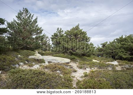 Scots Pine Forest And Padded Brushwood (cytisus Oromediterraneus And Juniperus Communis) In Siete Pi