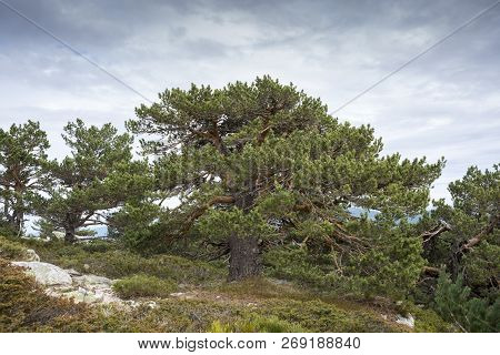 Scots Pine Forest And Padded Brushwood (cytisus Oromediterraneus And Juniperus Communis) In Siete Pi