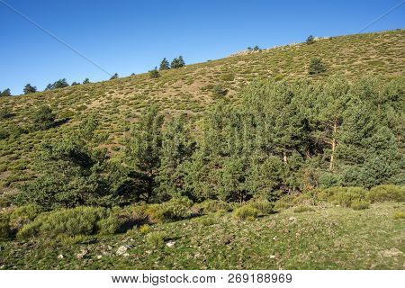 Padded Brushwood (cytisus Oromediterraneus And Juniperus Communis) And Scots Pine Forest (pinus Sylv