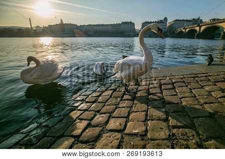 White Mute Swan Walking On Cobblestone Embankment By River Moldau In Prague, Europe, Reflection Of S