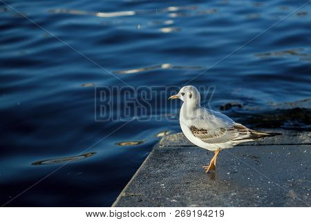 Close Up Image Of Young White And Grey Seagull, Chroicocephalus Ridibundus, Standing On Grey Sidewal