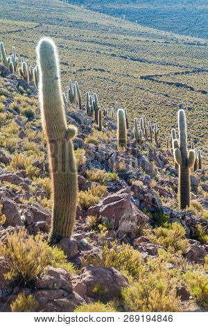 Group Of Huge Trichoreus Cactii On A Hill In The Surroundings Of Salar De Uyuni Salt Flat, Bolivia