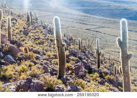 Group Of Huge Trichoreus Cactii On A Hill In The Surroundings Of Salar De Uyuni Salt Flat, Bolivia
