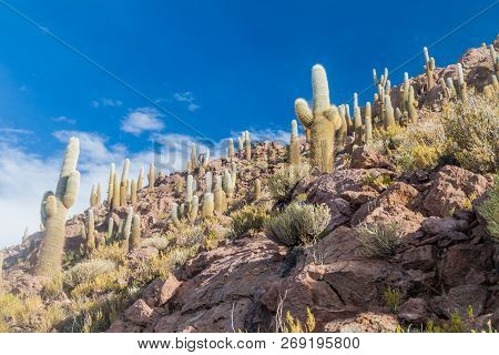 Group Of Huge Trichoreus Cactii On A Hill In The Surroundings Of Salar De Uyuni Salt Flat, Bolivia