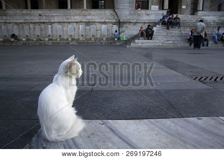 A White Cat Is Sitting In Front Of The New Mosque And Watching People On The Stairs.