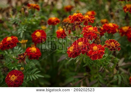 Autumn Flowers In The Garden, Beautiful Tag Tes. Gardening.
