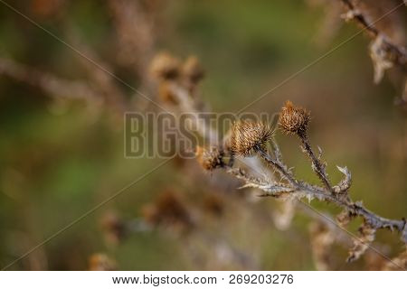 Dry Prickly Plant, Thistle, Close Up, Autumn.