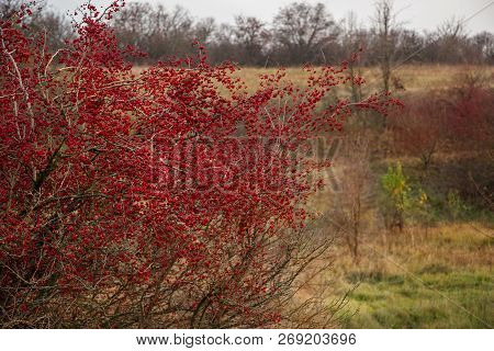 Autumn Red Berries Of A Hawthorn Tree Crataegus Monogyna In A Rural Landscape