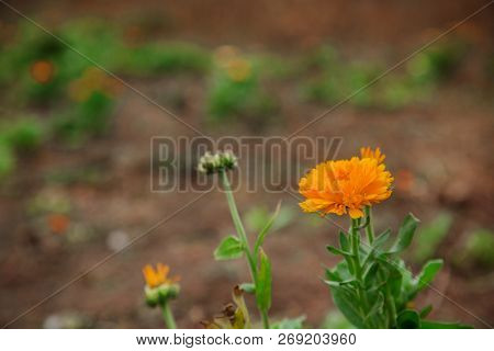 Flower With Leaves Calendula. Calendula Officinalis, Pot, Garden Or English Nail