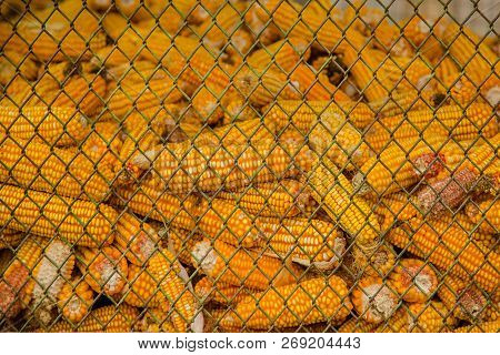 Corn Storage In A Silo, Ideal For Background