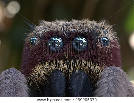 Salticus Scenicus Jumping Spider Macro 3d Illustration