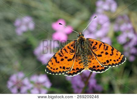 Beautiful Butterfly On A Meadow.  Brush-footed Butterflies. Copy Spaces.