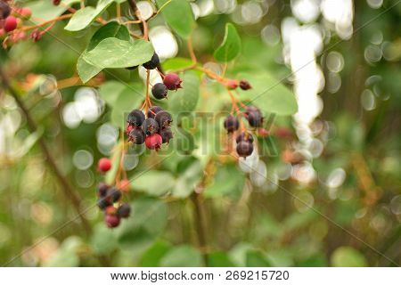 Wild Ripe Berries Of Irga, Berry Picking.