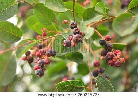 Wild Ripe Berries Of Irga, Berry Picking.