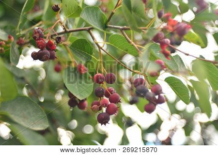 Wild Ripe Berries Of Irga, Berry Picking.