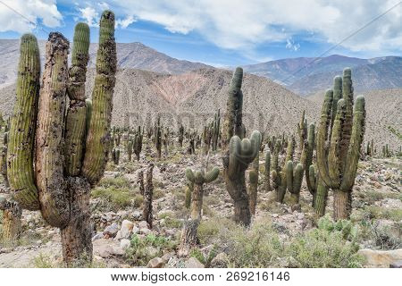 Cacti At Ruins Of Pre-columbian Fortification Pucara Near Tilcara Village In Quebrada De Humahuaca V