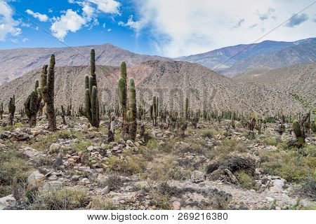 Cacti Growing At Ruins Of Pre-columbian Fortification Pucara Near Tilcara Village In Quebrada De Hum