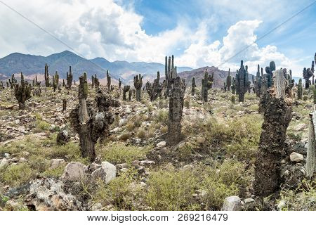 Cacti Growing At Ruins Of Pre-columbian Fortification Pucara Near Tilcara Village In Quebrada De Hum