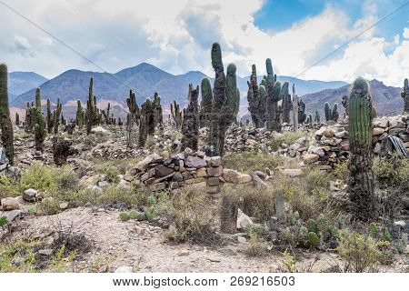 Cacti Growing At Ruins Of Pre-columbian Fortification Pucara Near Tilcara Village In Quebrada De Hum