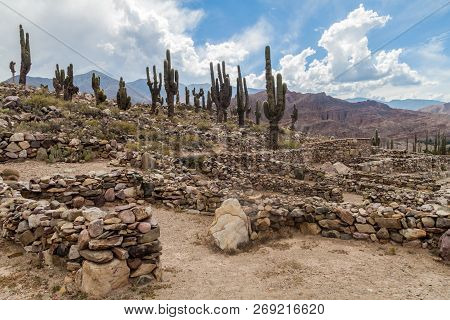 Cacti Growing At Ruins Of Pre-columbian Fortification Pucara Near Tilcara Village In Quebrada De Hum