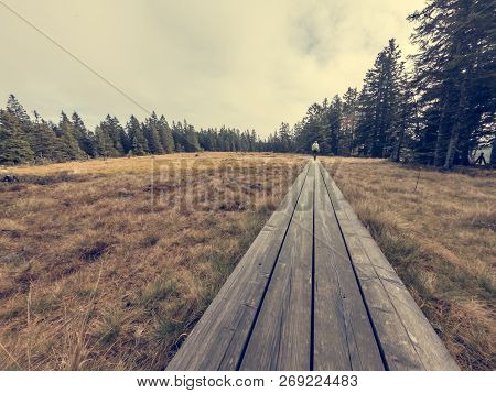 Wooden Boardwalk Crossing Marshes Surrounded With Pine Trees.