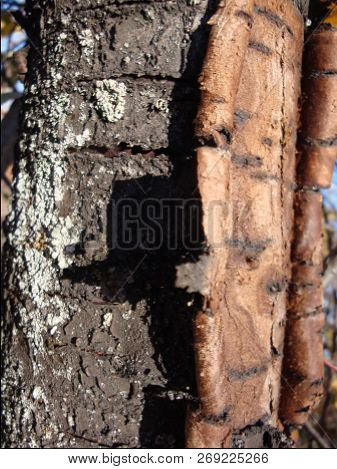 Old Part Of The Tree Trunk On Which A Part Of The Bark Has Burst And A Part Of The Crust Has Been Re