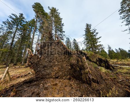 Underneath View Of Pine Tree Roots After Wind Storm.